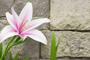 lily flower. background. AI Generative Pro Photo
