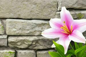 lily flower. background. AI Generative Pro Photo