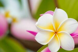 plumeria flower. background. AI Generative Pro Photo