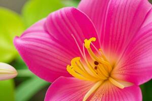 lily flower. background. AI Generative Pro Photo