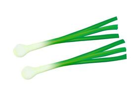 Fresh scallions with spring onion bulbs. Green feathers of sibies. Raw vegetable composition. Flat vector illustration of natural organic food isolated on white background.