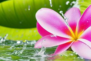 Water splash on Plumeria flower. background. AI Generative Pro Photo