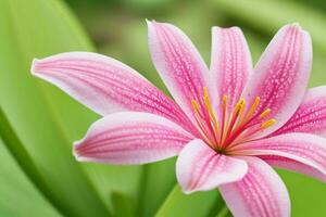 lily flower. background. AI Generative Pro Photo