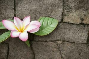 plumeria flower. background. AI Generative Pro Photo