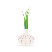 Garlic vector icon. Cartoon vector icon isolated on white background.