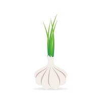 Garlic vector icon. Cartoon vector icon isolated on white background.