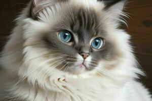 Cute ragdoll cat. AI Generative Pro Photo