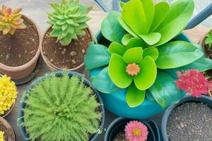 top view a close up of plants in pots on a table. background. AI Generative Pro Photo