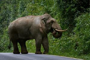 full body of wild elephant with beautiful ivory walking on mountain road of khao yai national park,khaoyai is one of most important natural sanctuary in south east asian photo