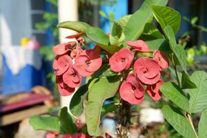 close up of red euphorbia flower ornamental plant in the garden photo