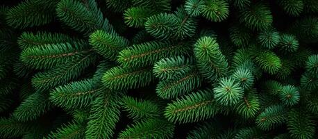 Texture of Christmas tree branches on a natural background photo