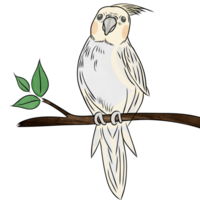 söt förtjusande papegoja, cockatiel, nymphicus hollandicus.söt pet.creative med illustration i platt design png