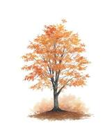 autumn tree isolated on white photo