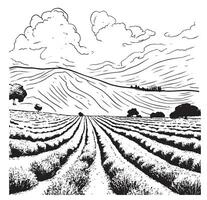 Lavender field hand drawn sketch Vector illustration