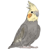 Cute Adorable parrot,Cockatiel,Nymphicus hollandicus.Cute pet.Creative with illustration in flat design png
