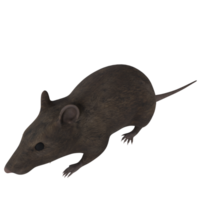 Rat animal isolated on transparent png