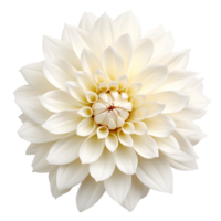 dahlia blomma png dahlia png färgrik blomma png dahlia blomma transparent bakgrund, ai generativ