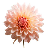 dahlia bloem PNG dahlia PNG kleurrijk bloem PNG dahlia bloem transparant achtergrond, ai generatief