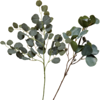 flower with branches cut out isolated transparent background png