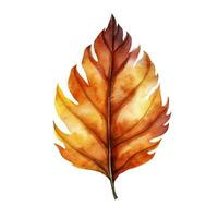 Bright watercolor autumn leaf. Illustration, single element on white background photo