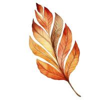 Bright watercolor autumn leaf. Illustration, single element on white background photo