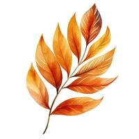 Bright watercolor autumn leaf. Illustration, single element on white background photo