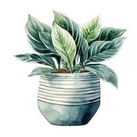 House plant in pot, watercolor illustration, isolated clipart on white background, green leaves, flower photo