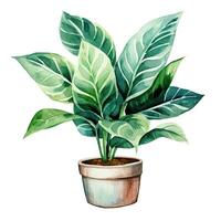 House plant in pot, watercolor illustration, isolated clipart on white background, green leaves, flower photo