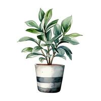 House plant in pot, watercolor illustration, isolated clipart on white background, green leaves, flower photo