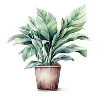 House plant in pot, watercolor illustration, isolated clipart on white background, green leaves, flower photo