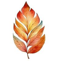 Bright watercolor autumn leaf. Illustration, single element on white background photo