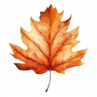 Watercolor illustration of autumn maple leaf. Isolated clipart on white background photo