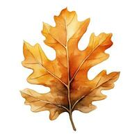 Watercolor illustration of a fall oak leaf. Isolated clipart on white background photo