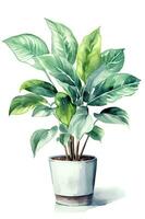 House plant in pot, watercolor illustration, isolated clipart on white background, green leaves, flower photo