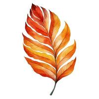 Bright watercolor autumn leaf. Illustration, single element on white background photo