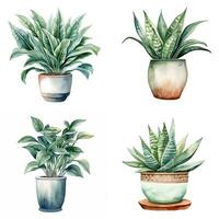 House plant in pot, watercolor illustration, isolated clipart on white background, green leaves, flower photo