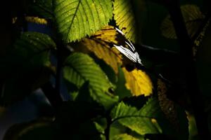 otoño antecedentes con verde y dorado hojas iluminado por el calentar Dom foto