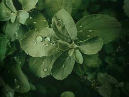 summer plant with raindrops on green leaves photo