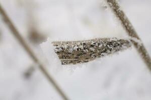 plants in a cold frosty winter morning covered with white frost photo