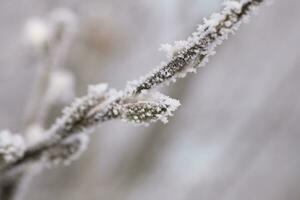 plants in a cold frosty winter morning covered with white frost photo