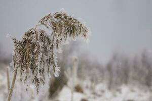 plants in a cold frosty winter morning covered with white frost photo