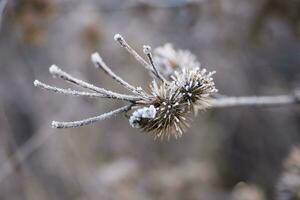 plants in a cold frosty winter morning covered with white frost photo