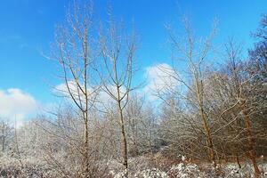 invierno paisaje con Fresco nieve y arboles foto