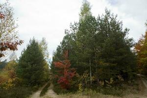 picturesque autumn forest landscape with colorful trees and coniferous and dirt paths photo