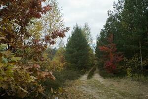 picturesque autumn forest landscape with colorful trees and coniferous and dirt paths photo