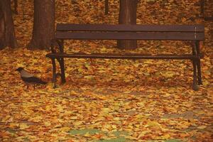 golden autumn landscape full of fallen leaves in the park photo