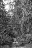 spring country road through a green forest photo