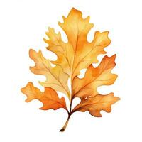 Watercolor illustration of a fall oak leaf. Isolated clipart on white background photo