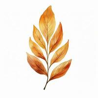 Bright watercolor autumn leaf. Illustration, single element on white background photo