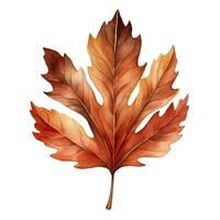 Watercolor illustration of autumn maple leaf. Isolated clipart on white background photo